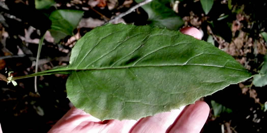 image of Nabalus altissimus, Tall Rattlesnake-root, Tall White Lettuce