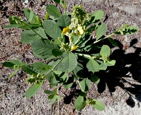 image of Crotalaria spectabilis, Showy Rattlebox