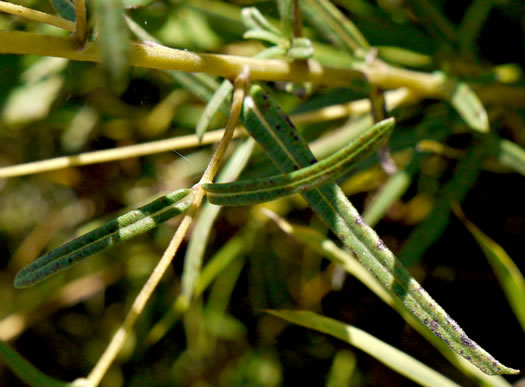 image of Helianthus angustifolius, Narrowleaf Sunflower, Swamp Sunflower