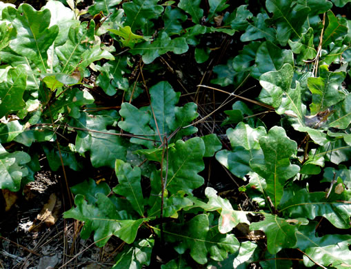 image of Quercus margaretiae, Sand Post Oak, Scrub Post Oak, Margaret's Oak