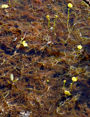 image of Utricularia biflora, Longspur Creeping Bladderwort, Twoflower Bladderwort