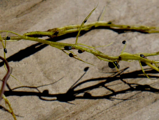 image of Utricularia biflora, Longspur Creeping Bladderwort, Twoflower Bladderwort