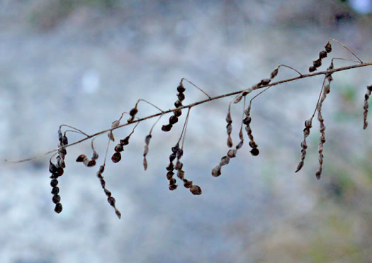 Desmodium tortuosum, Florida Tick-trefoil, dixie tick-trefoil