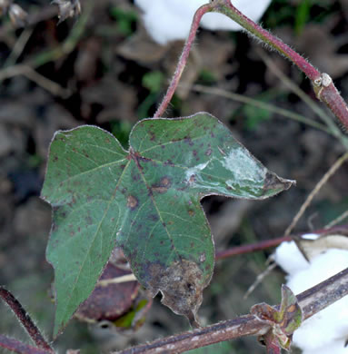 image of Gossypium hirsutum, Upland Cotton, Short-staple Cotton