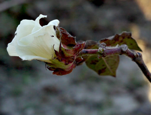 image of Gossypium hirsutum, Upland Cotton, Short-staple Cotton