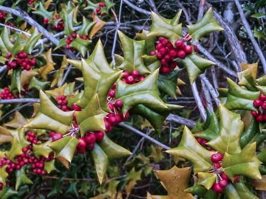 image of Ilex cornuta, Chinese Holly, Burford Holly