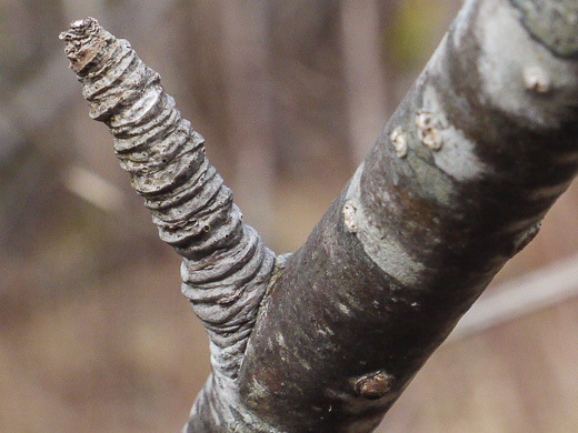 image of Sorbus americana, American Mountain-ash, American Rowan