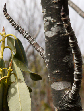 image of Sorbus americana, American Mountain-ash, American Rowan