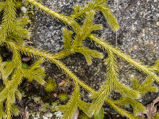 image of Lycopodium clavatum, Staghorn Clubmoss, Running Clubmoss, Ground-pine