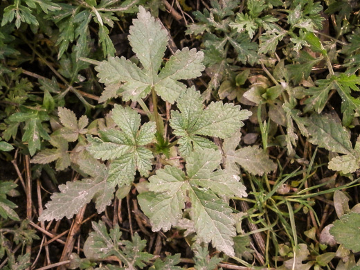 image of Humulus scandens, Japanese Hops