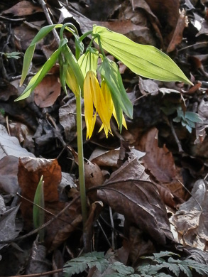 image of Uvularia grandiflora, Large-flowered Bellwort