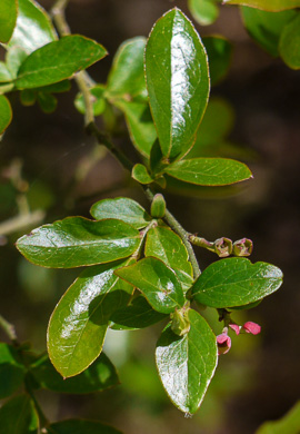 image of Vaccinium elliottii, Mayberry, Elliott's Blueberry