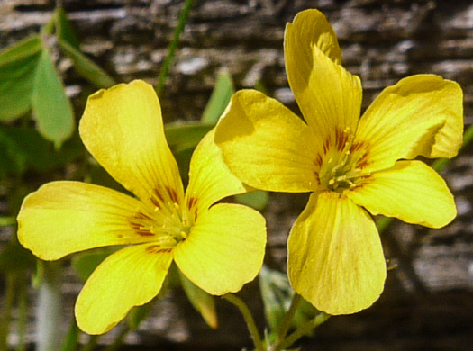 image of Oxalis colorea, Small's wood-sorrel, Tufted Yellow Wood-sorrel, (NOT Sadie Price’s Yellow Wood-sorrel)