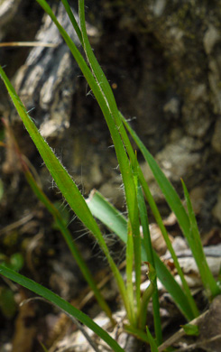 image of Luzula echinata, Hedgehog Woodrush, Spreading Woodrush