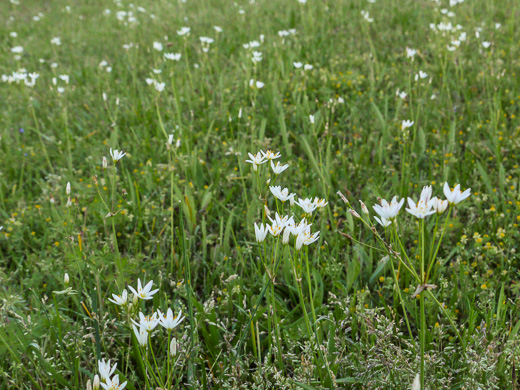 image of Nothoscordum bivalve, False Garlic, Grace Garlic