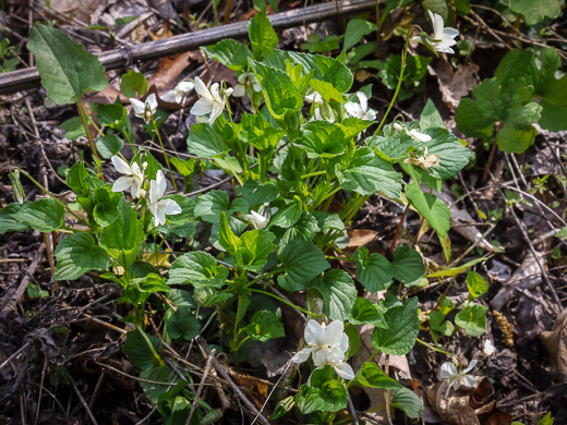 image of Viola striata, Pale Violet, Creamy Violet, Striped Cream Violet