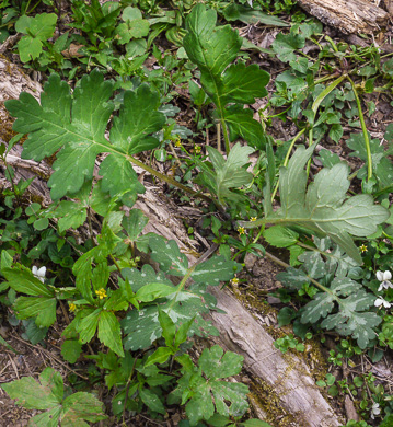 image of Hydrophyllum macrophyllum, Hairy Waterleaf, Largeleaf Waterleaf