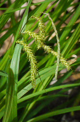 image of Carex prasina, Necklace Sedge, Drooping Sedge