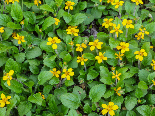 image of Chrysogonum repens, Carolina Green-and-gold