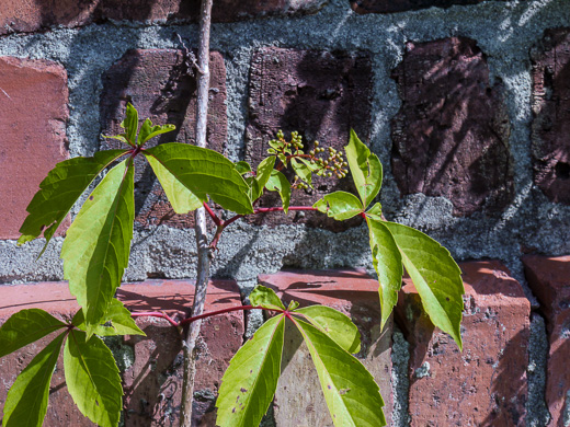 image of Parthenocissus quinquefolia, Virginia Creeper