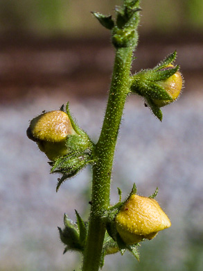 Verbascum virgatum, Wand Mullein, Twiggy Mullein, Moth Mullein