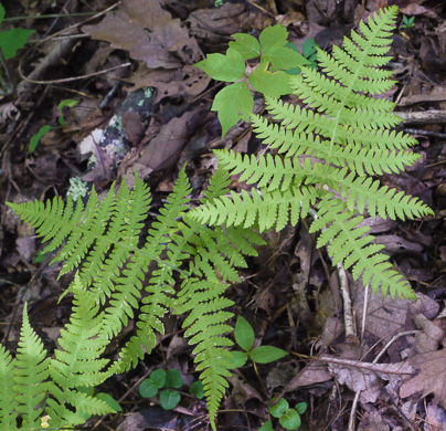 image of Phegopteris hexagonoptera, Broad Beech Fern