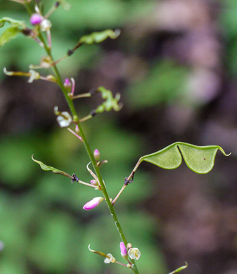 Hylodesmum glutinosum, Heartleaf Tick-trefoil, Clusterleaf Tick-trefoil, Pointedleaf Tick-Trefoil