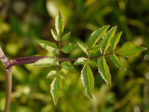 image of Angelica venenosa, Hairy Angelica, Downy Angelica, Deadly Angelica, Woodland Angelica