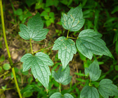 image of Clematis catesbyana, Coastal Virgin's Bower, Satin-curls, Climbing Clematis