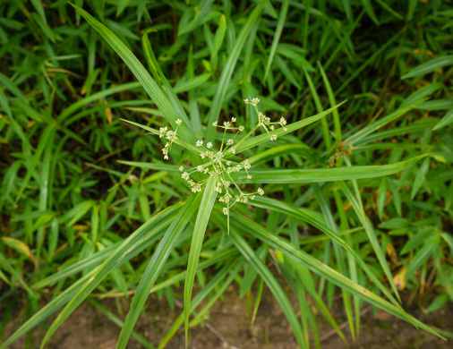 image of Scirpus polyphyllus, Leafy Bulrush