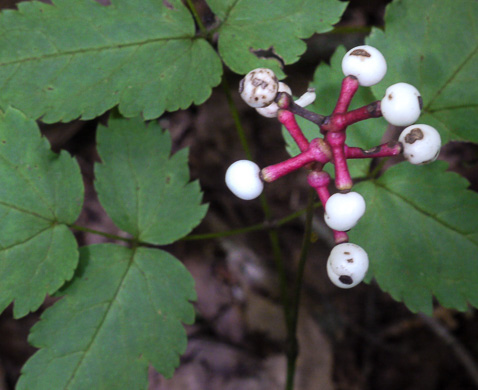 image of Actaea pachypoda, Doll's-eyes, White Baneberry, White Cohosh