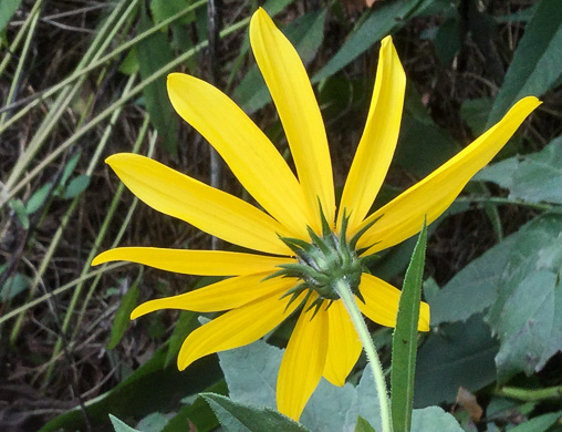 image of Helianthus decapetalus, Thinleaf Sunflower, Forest Sunflower