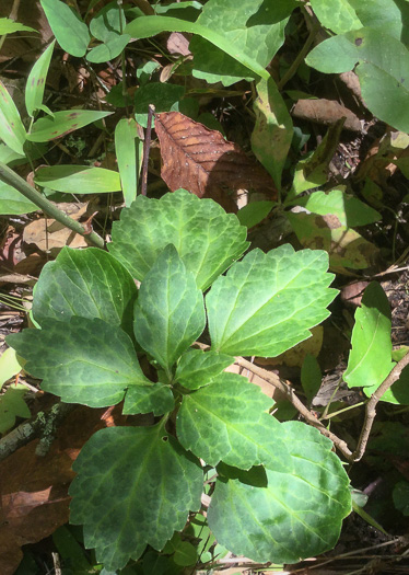 image of Pachysandra procumbens, Allegheny-spurge, Mountain Pachysandra