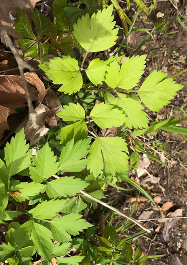 image of Thaspium barbinode, Hairy-jointed Meadow-parsnip