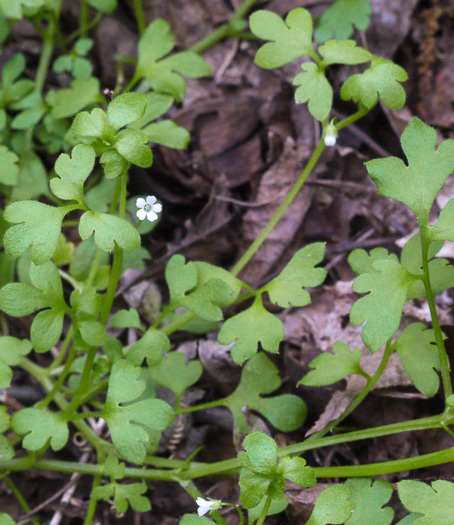 image of Nemophila aphylla, Baby Blue Eyes, Small-flower Baby-blue-eyes, White Nemophila, Eastern Baby-blue-eyes