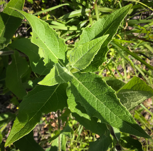 image of Tetragonotheca helianthoides, Pineland Squarehead, Pineland-ginseng