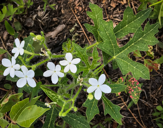 image of Cnidoscolus stimulosus, Spurge-nettle, Tread-softly, Bull-nettle, Finger-rot