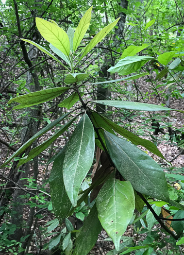 image of Tamala borbonia, Upland Redbay, Tisswood