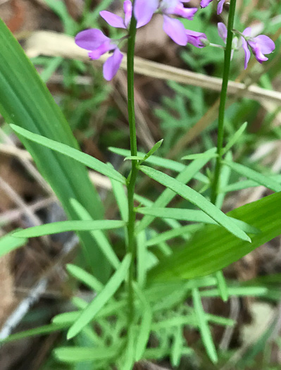 image of Polygala polygama, Racemed Milkwort, Bitter Milkwort