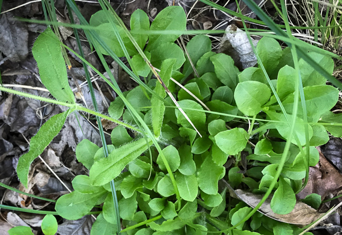 image of Silene catesbyi, Eastern Fringed Campion, Eastern Fringed Catchfly