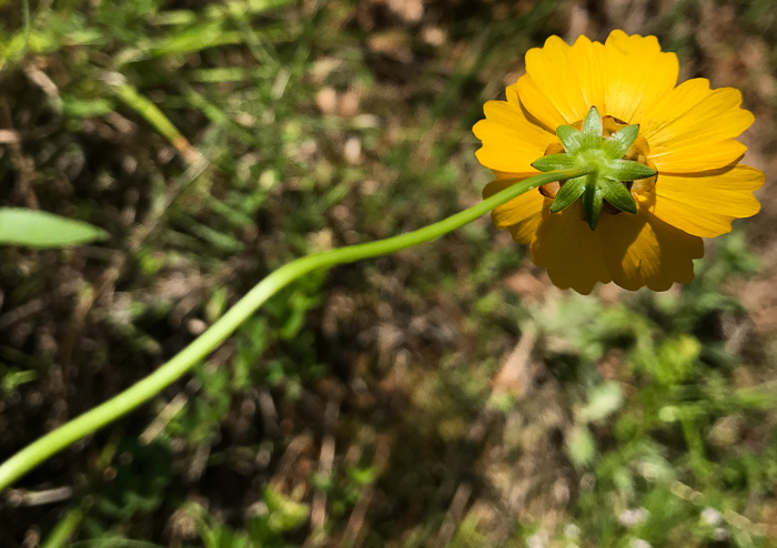 image of Coreopsis lanceolata, Lanceleaf Coreopsis, Longstalk Coreopsis, Lanceleaf Tickseed