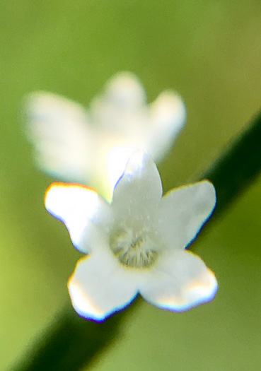 image of Verbena urticifolia, White Vervain, Nettleleaf Verbena, Velvetleaf Vervain