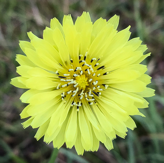 image of Pyrrhopappus carolinianus, Carolina False-dandelion, Carolina Desert-chicory