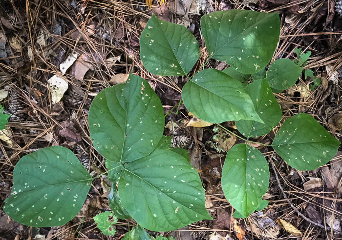 Phaseolus polystachios, Wild Bean, Wild Kidney Bean, Thicket Bean