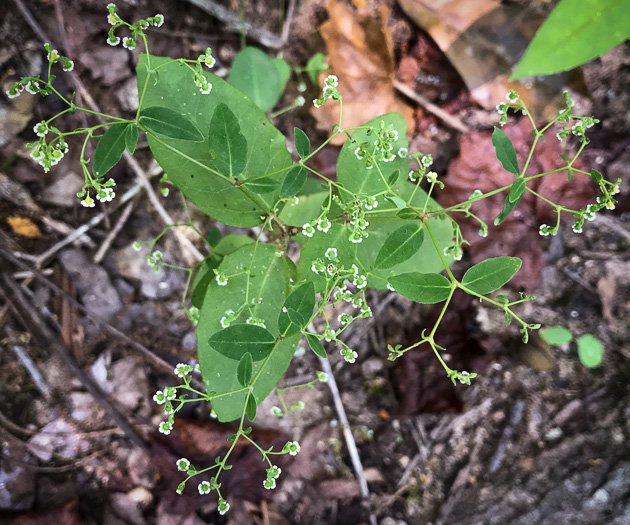 image of Euphorbia apocynifolia, Limestone Flowering Spurge?