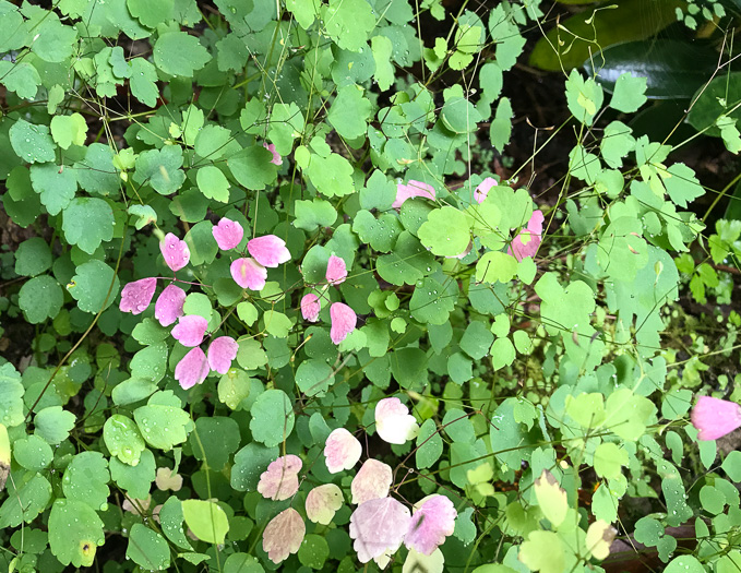 image of Thalictrum clavatum, Mountain Meadowrue, Lady-rue