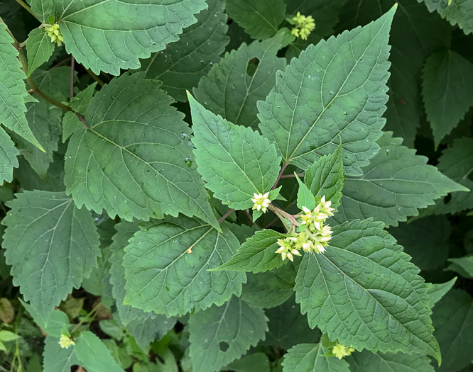 image of Ageratina altissima, Common White Snakeroot, Common Milk-poison