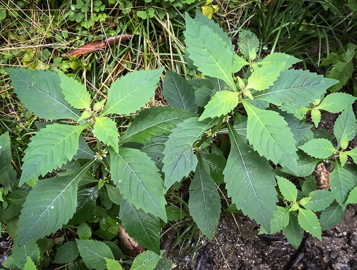 image of Lycopus virginicus, Virginia Bugleweed, Virginia water horehound