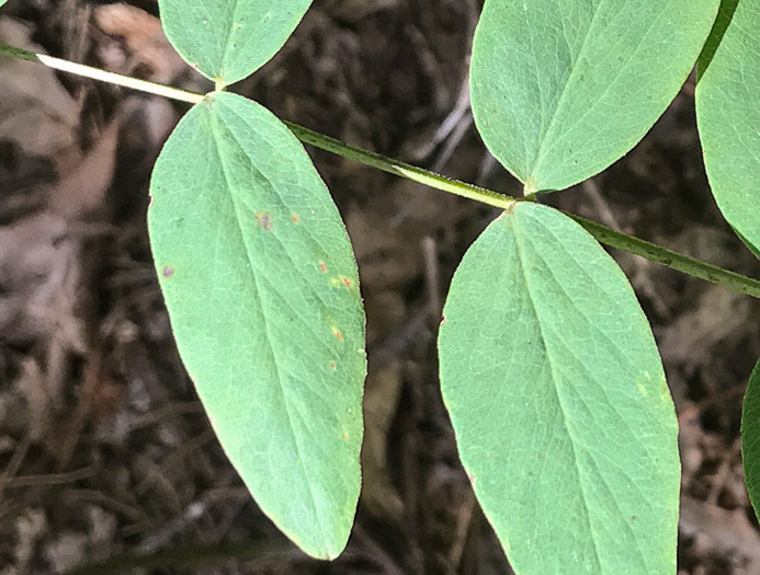 image of Lathyrus venosus, Wood Pea, Forest Pea, Bush Vetch, Veiny Pea