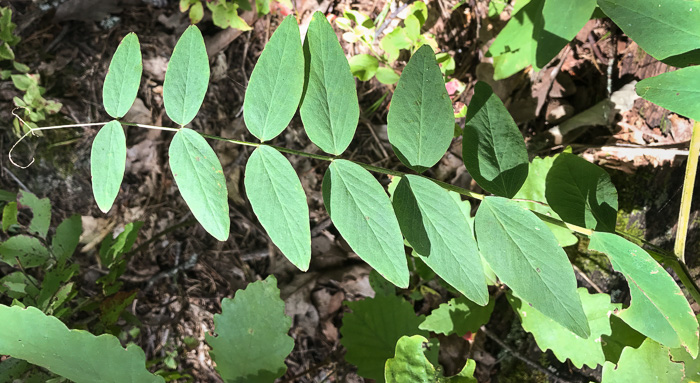 Lathyrus venosus, Wood Pea, Forest Pea, Bush Vetch, Veiny Pea